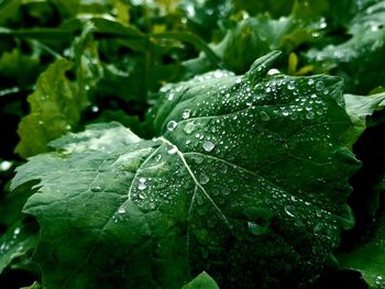 Close-up of wet plant leaves during rainy season