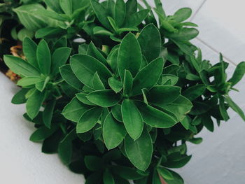 High angle view of potted plant on table