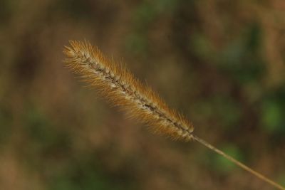 Close-up of stalks on field