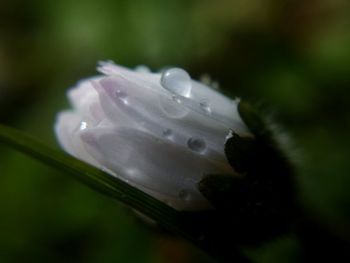 Close-up of raindrops on white flowering plant