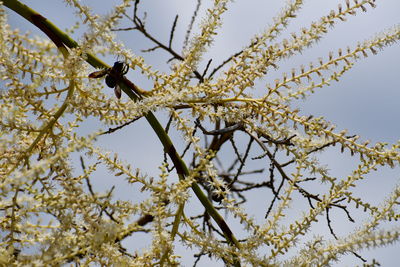 Low angle view of insect on cherry blossom tree