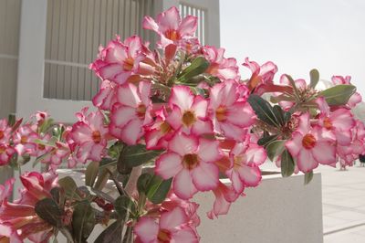 Close-up of pink flowers