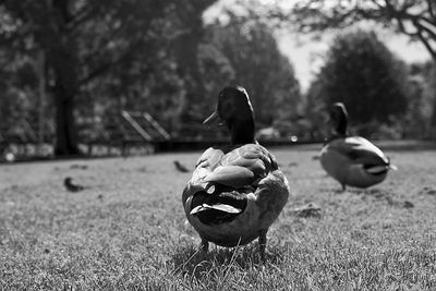 Close-up of ducks on field in park