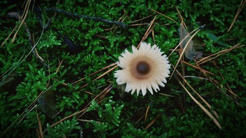 Close-up of dandelion growing in forest