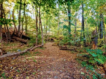 Footpath amidst trees in forest