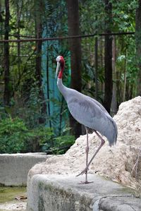 View of bird standing  on one leg on stone