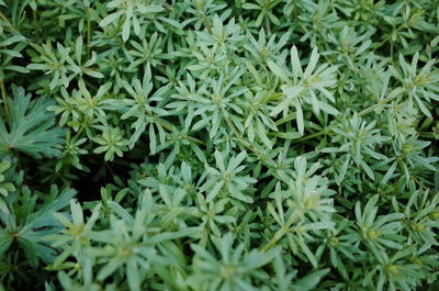 Full frame shot of plants growing on field