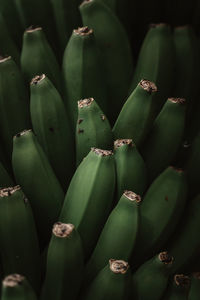 Full frame shot of succulent plant