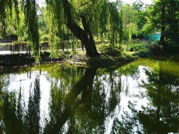 Reflection of trees in lake