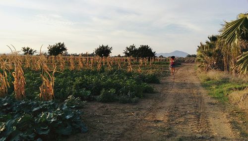 View of vineyard against sky