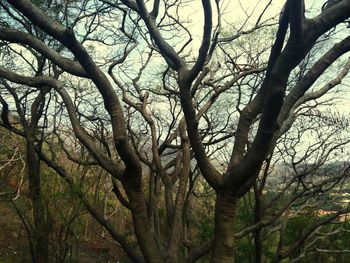 Low angle view of trees against sky