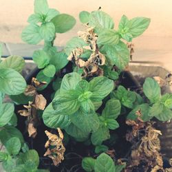 Close-up of fresh green plant