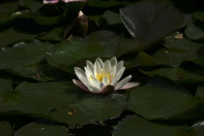 Close-up of lotus water lily in lake