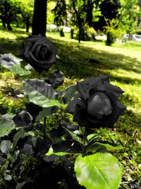 Close-up of black and white rose on field