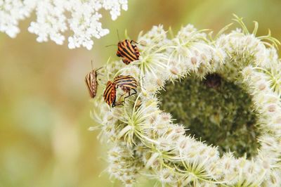 Close-up of insect on flower