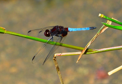 Close-up of dragonfly