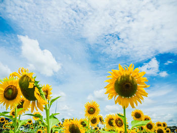 Close-up of sunflowers against cloudy sky