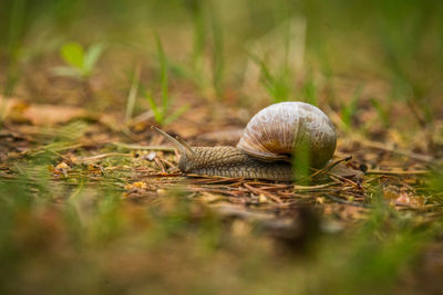 Beautiful burgundy snail on the forest floor. helix pomatia crawling on a spring ground.