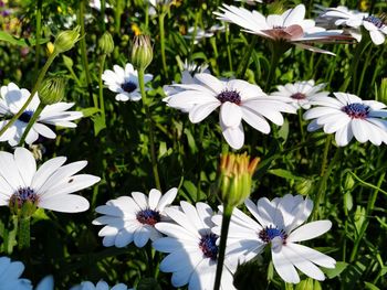 Close-up of white flowers in park