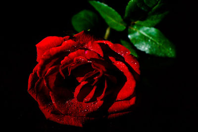 Close-up of red rose flower against black background