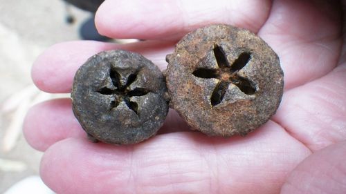 Close-up of hand holding crab