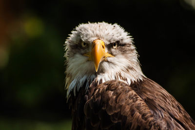 Close-up of eagle against black background