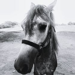 Close-up of horse standing on beach