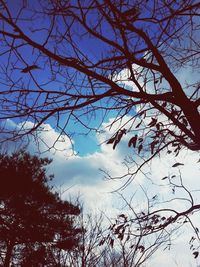 Low angle view of bare trees against sky