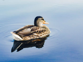 Wild ducks in lake seliger