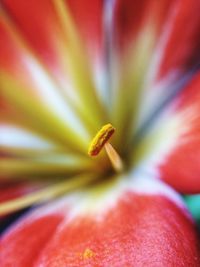 Extreme close-up of red flower