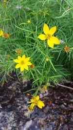 High angle view of yellow flowers blooming on field