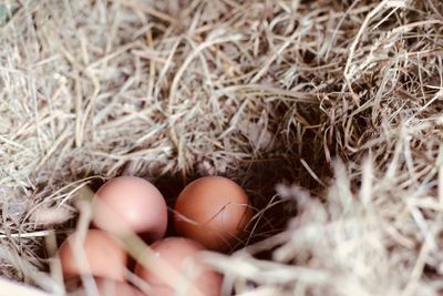 Hen eggs in nest