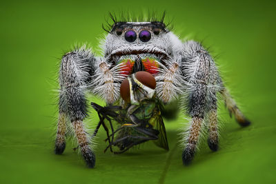 Close-up of spider