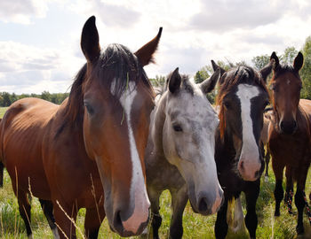 Horses in the field