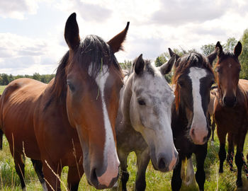 Horses standing on land against cloudy sky