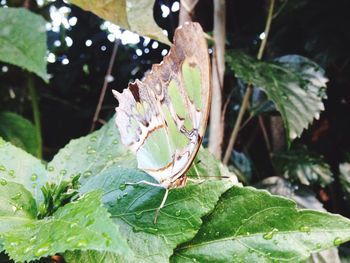 Close-up of green leaf on tree