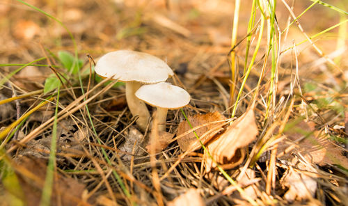 Close-up of mushroom growing on field