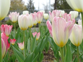 Close-up of pink tulips in field