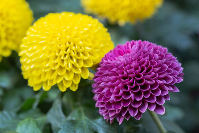 Close-up of pink dahlia flower in park