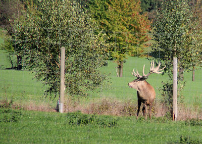 Horse in forest