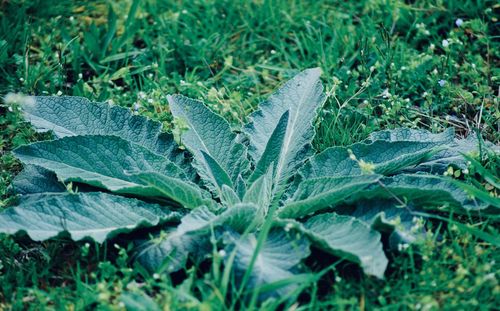 Close-up of plant growing on field