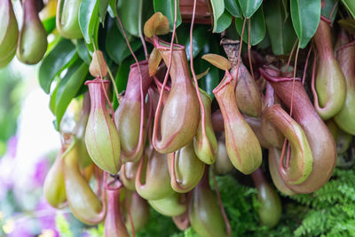 Close-up of red chili peppers on plant