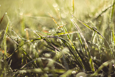 Close-up of wet plant on field