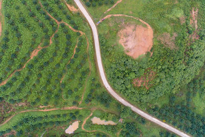 High angle view of agricultural field