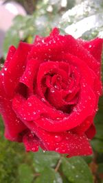 Close-up of wet red rose blooming outdoors