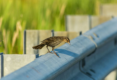 Close-up of bird perching on railing