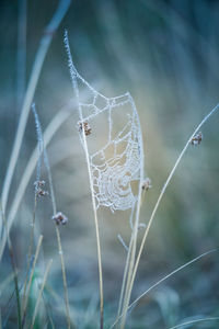 A beautiful frosted spider web in an early spring morning. cold morning scenery in a meadow. 