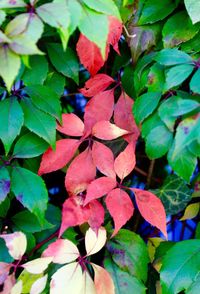 Full frame shot of leaves