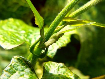 Close-up of green leaves