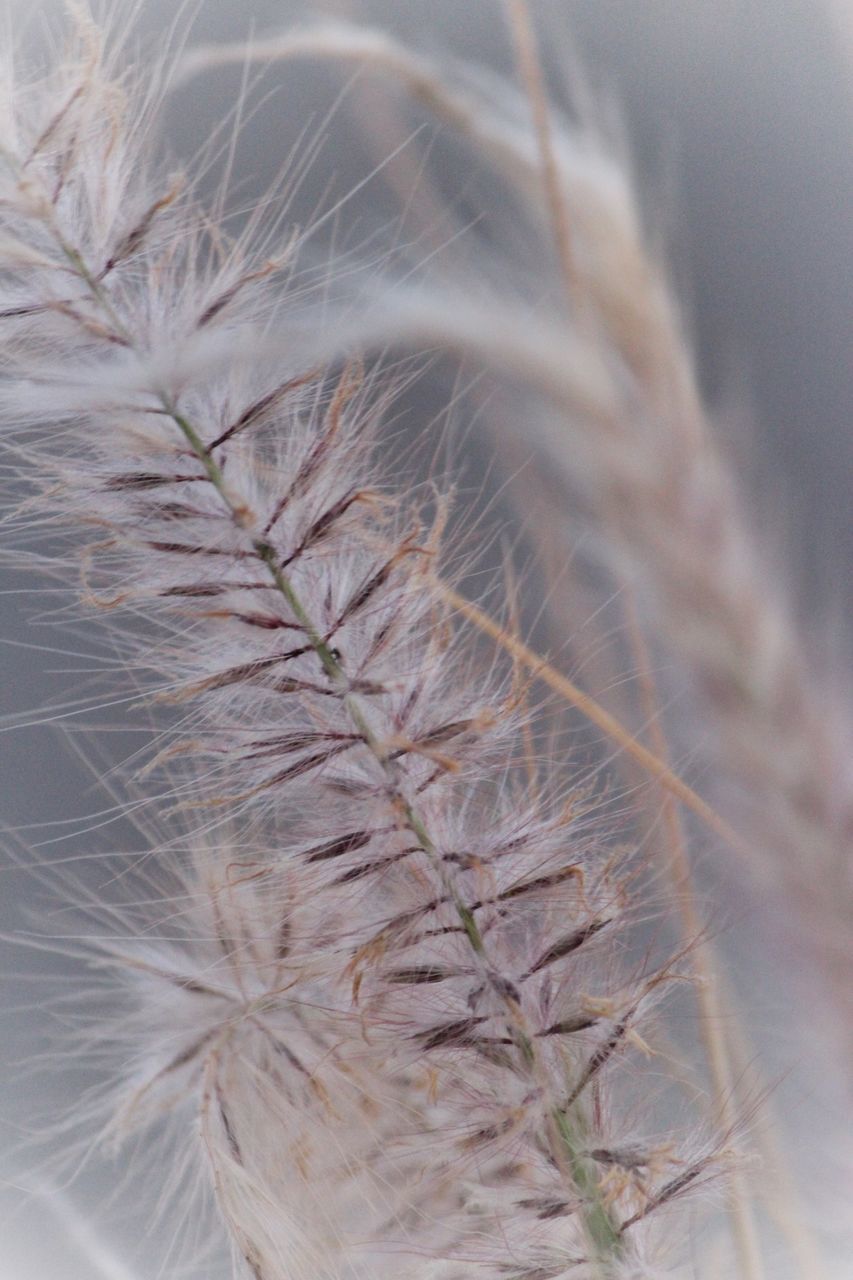 CLOSE-UP OF DANDELION FLOWER